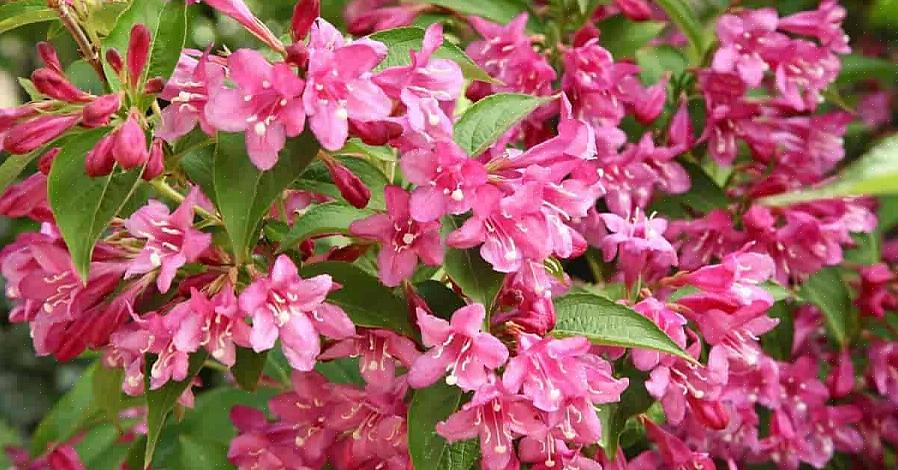 Plante taksonomi klassificerer weigela buske som Weigela florida