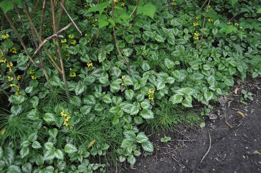 At gul ærkeengel er en "falsk" Lamium-plante eller blot ligner en ægte Lamium-plante