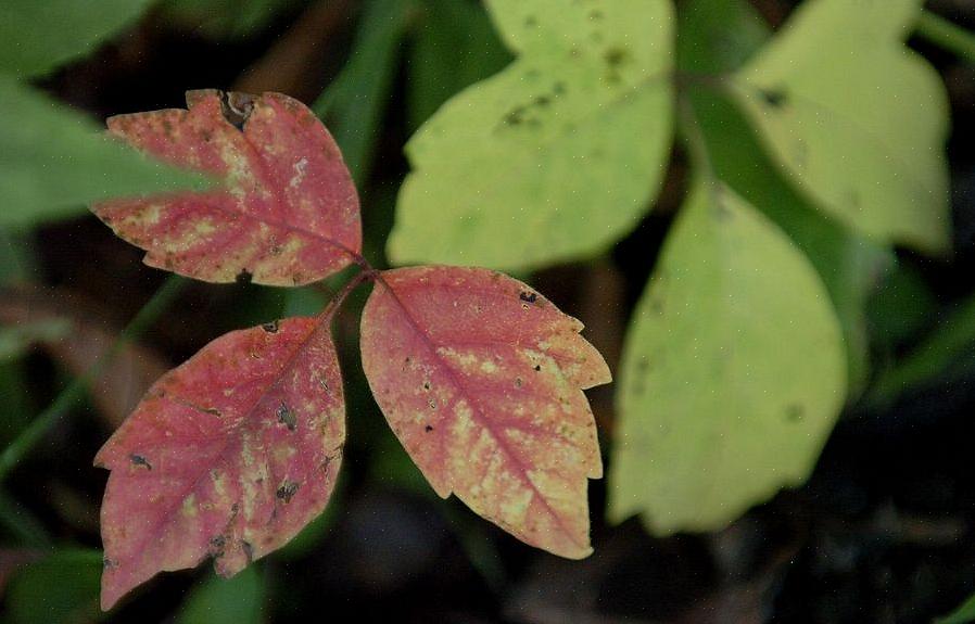 Sådan identificeres Poison Ivy når som helst på året Hvornår fjernes Poison Ivy