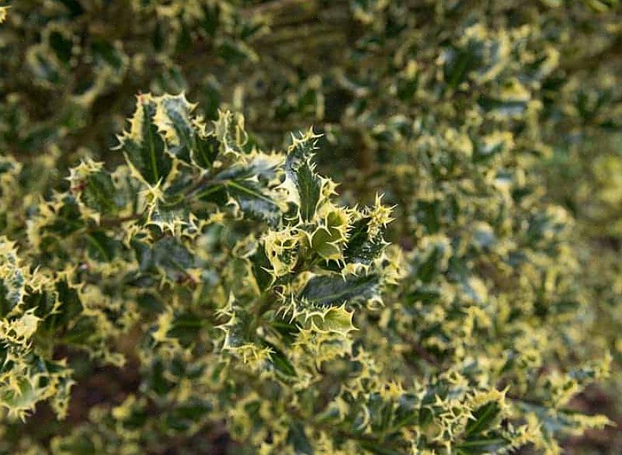 Holly buske (og træer) er virkelig ikoniske planter