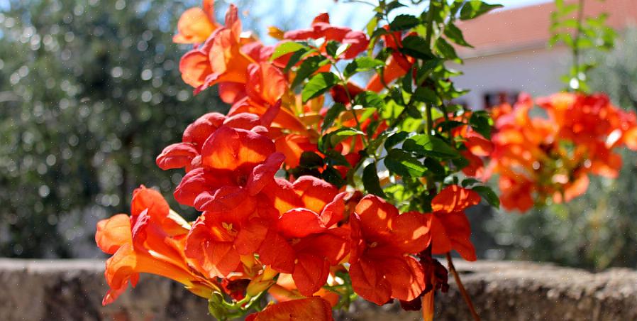 Er denne plante værd at dyrke for sine dybe røde blomster
