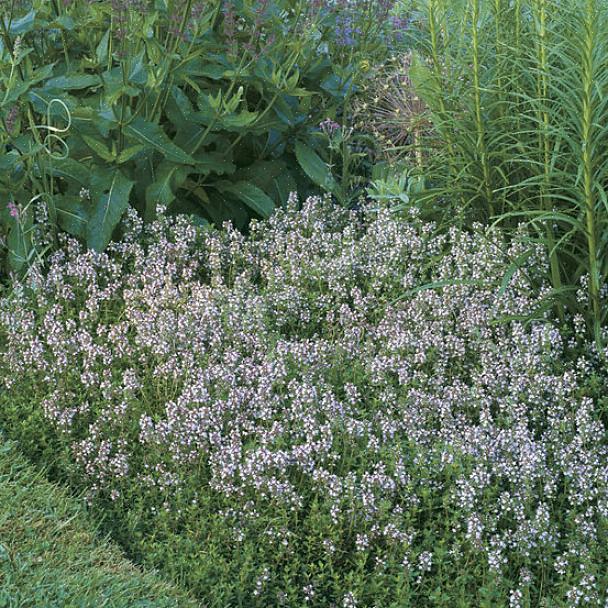 Hvilket gør søde woodruff urter naturlige for potpourris