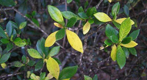 Overvanding som mulige årsager til gule blade på din gardenia
