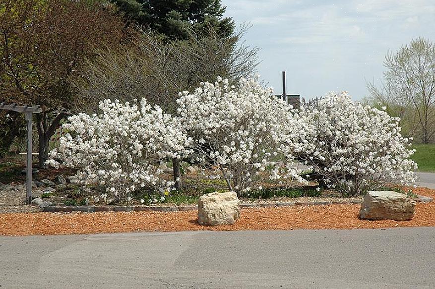 Star magnolia har en afrundet vane