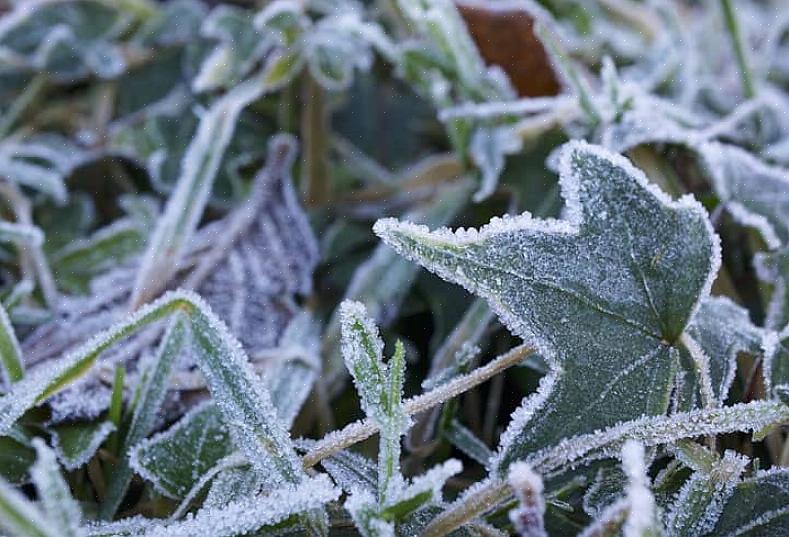 Afspejler frostdato-diagrammerne i øjeblikket ikke de nye zoneundersæt