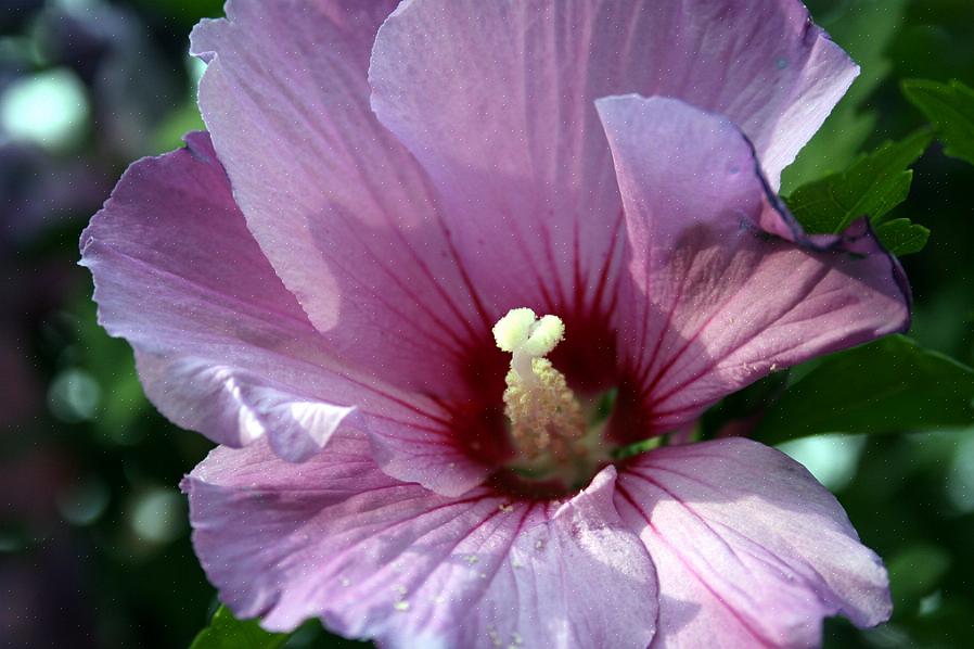 'Blue Chiffon' rose af Sharon-træer producerer ikke ægteblå blomster