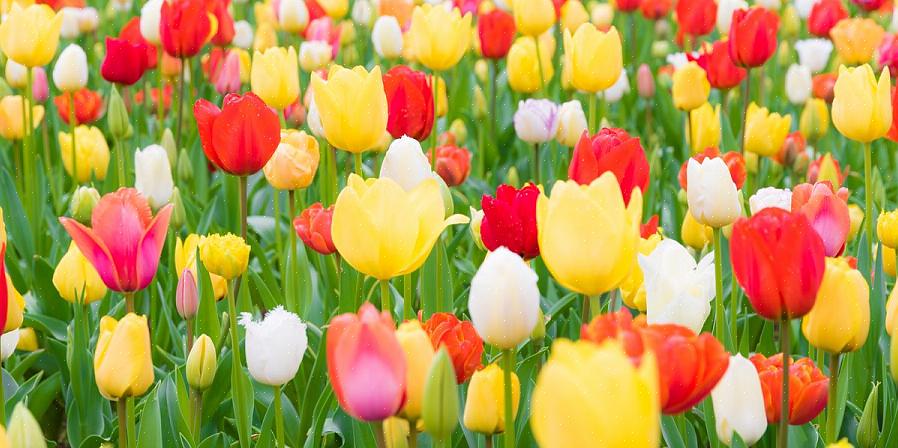 Hvordan du bruger farve i en have kan påvirke dit humør