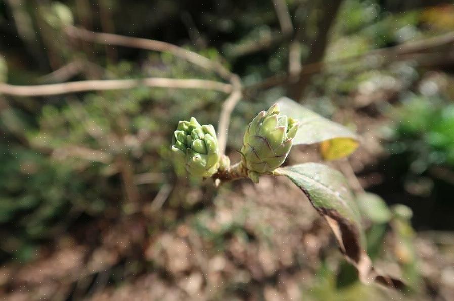 Magnolia-knopper kan rådne i længere perioder med sådan vejr