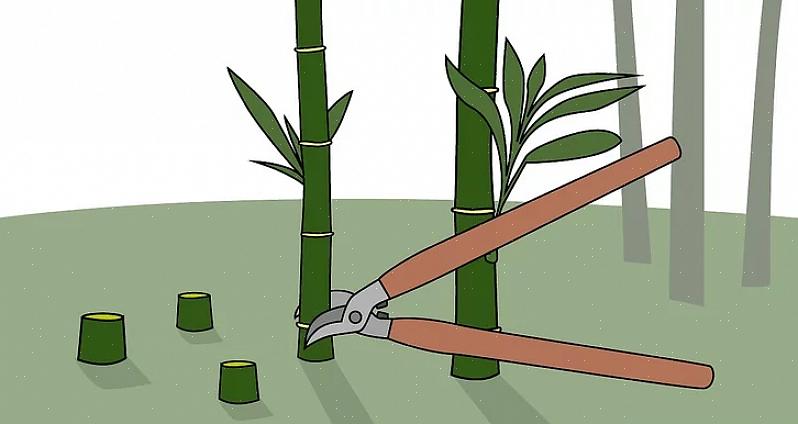 Hvis den overdækkede bambusplaster sender jordstængler ud over presenningerne