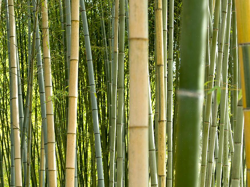 Hvis du har et stykke bambus