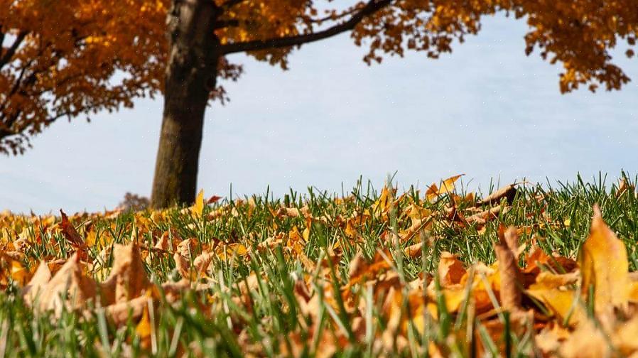 Svarende til mulchblade i græsplænen om efteråret tilføjer græsplæner jordskatten værdifuldt organisk