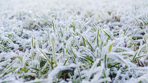 Disse tip kan helt sikkert hjælpe dig med at gøre din græsplæne klar til at overleve vinteren