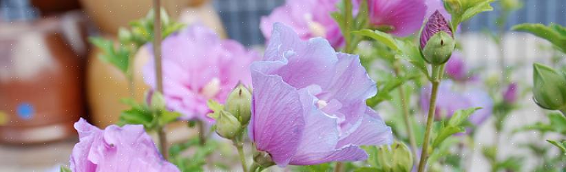 I tørre somre kan rose af Sharon-blomsterknopper blive beskadiget af tørke
