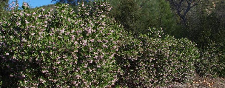 De lavendelfarvede blomster i denne tørke-tolerante busk blomstrer i lang tid