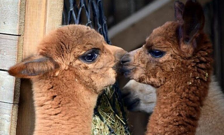 Alpacas vinder hurtigt popularitet som et uld husdyr