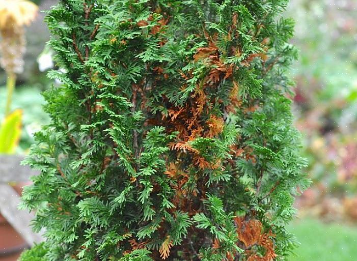 Men hvis din arborvitae busk bliver brun om vinteren eller det tidlige forår