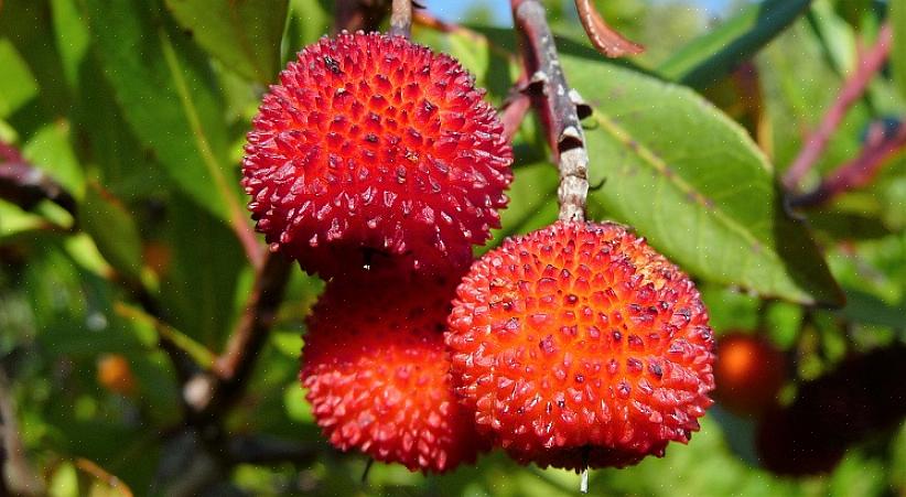 Ud over et jordbærtræ kaldes Arbutus unedo også Killarney jordbær træ