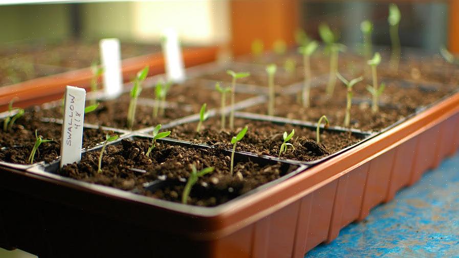 At starte frø indendørs kræver de samme grundlæggende elementer som at dyrke planter udendørs
