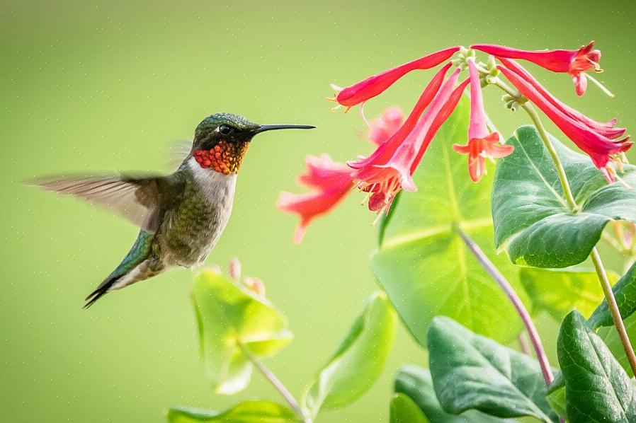 Der bevidst tiltrækker kolibrier