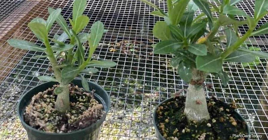 Ørkenrosen (Adenium obesum) er en slående plante med saftige stængler
