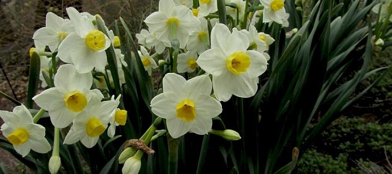 De mest velkendte forårblomstrende løg er blomster såsom påskeliljer