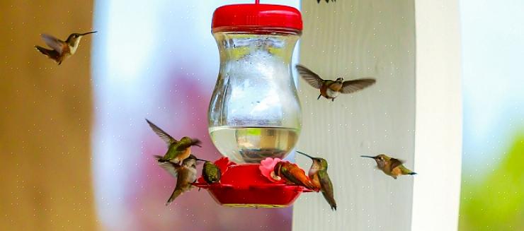 Nogle fuglefugle holder muligvis ekstra foderautomater tilgængelige