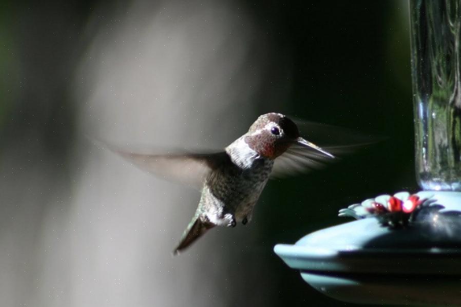 Hvornår skal fuglefugle fjerne kolibrierefodere uden risiko for at fratage væsentlige nektar for fugle