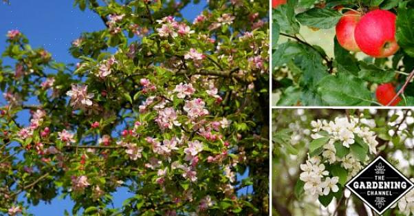 Æbletræer (Malus spp.) Og andre planter i rosenfamilien er ligesom hagtorn (Crataegus spp.) Modtagelige