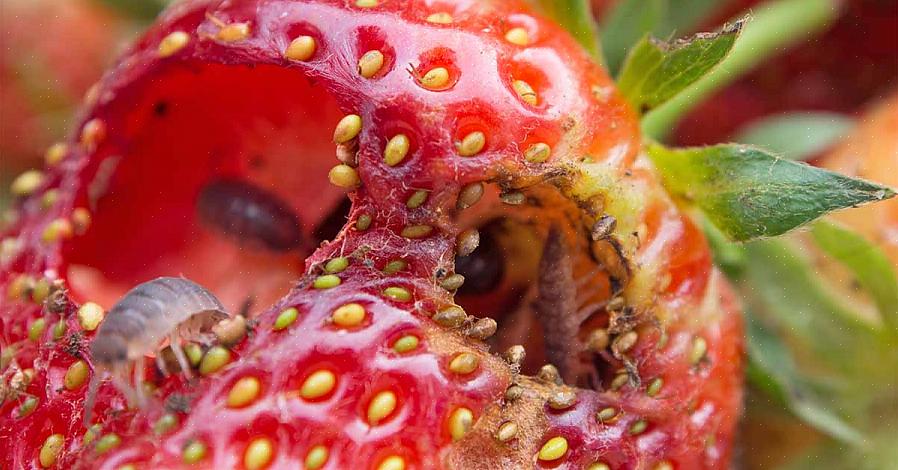 De mest almindelige jordbær skadedyr er snegle