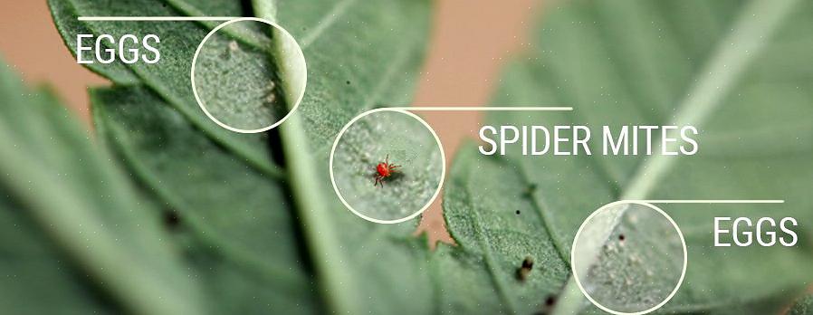 Edderkoppemider er blandt de mest almindelige skadedyr i haver