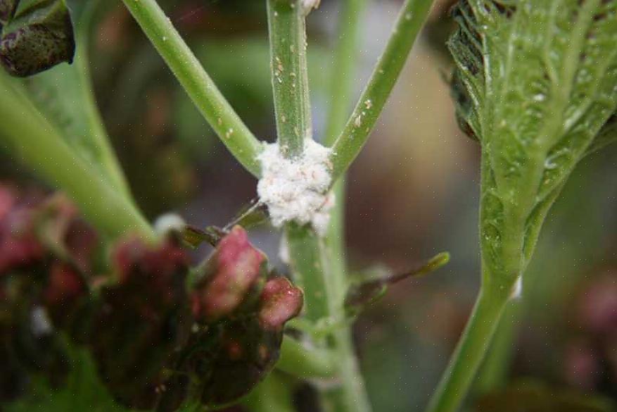 Klyngevane gør hvidbug let at finde på haveplanter