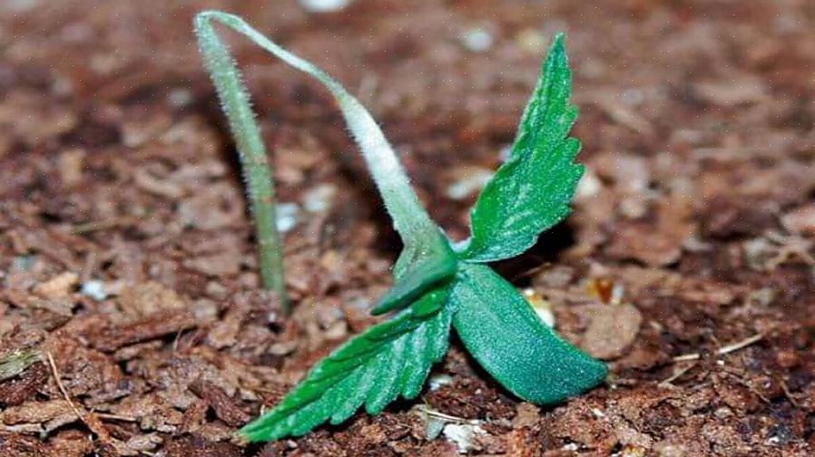 Dæmpning kan påvirke stænglerne på kimplanter både under jordlinjen