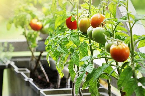 Tomater har brug for meget vand og gødning