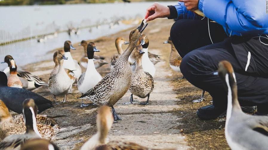 Naturligvis er den bedste måde at opbruge uaktuelle brød op uden at fodre det til ænder er at undgå