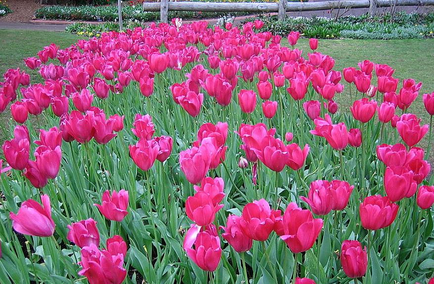 Som mange haveblomster trives tulipaner i rig jord med god dræning
