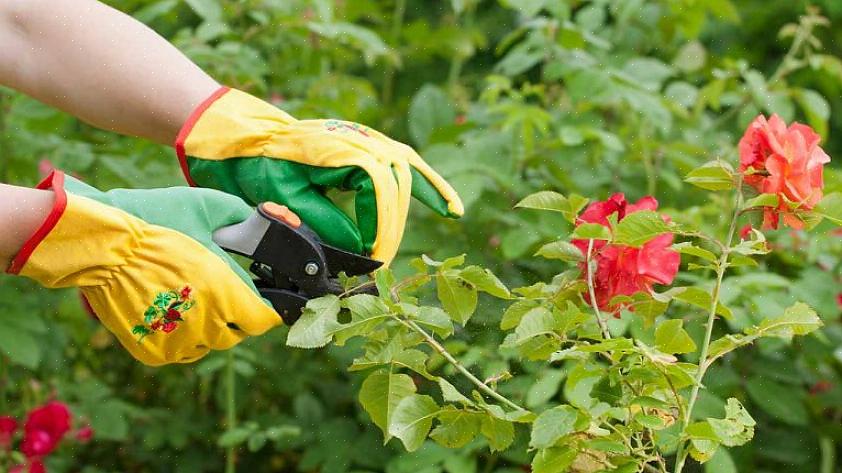 Reducerer chancerne for svampesygdomme ved at åbne rosenplanten til luftstrøm