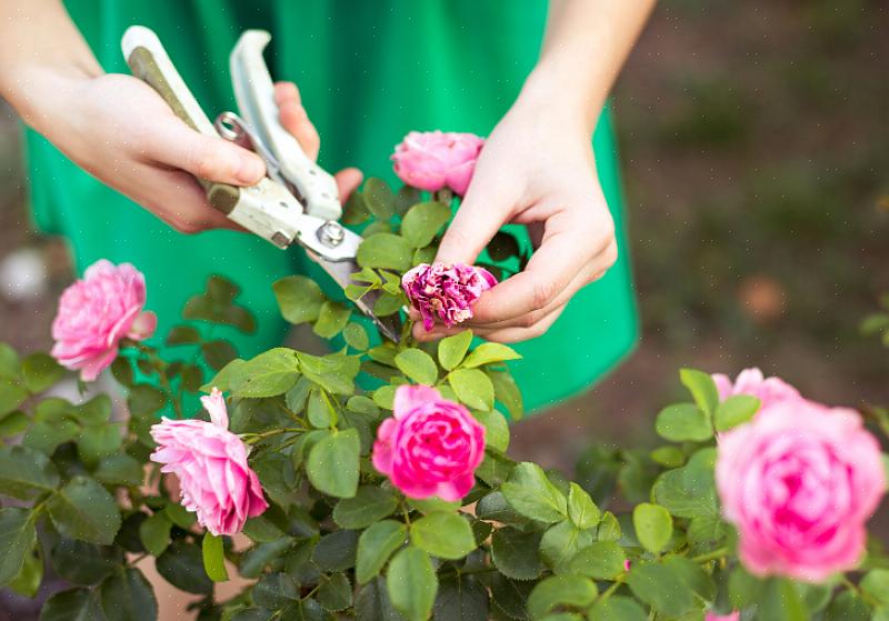 Du kan påvirke de fremtidige blomster af din rosenbuske