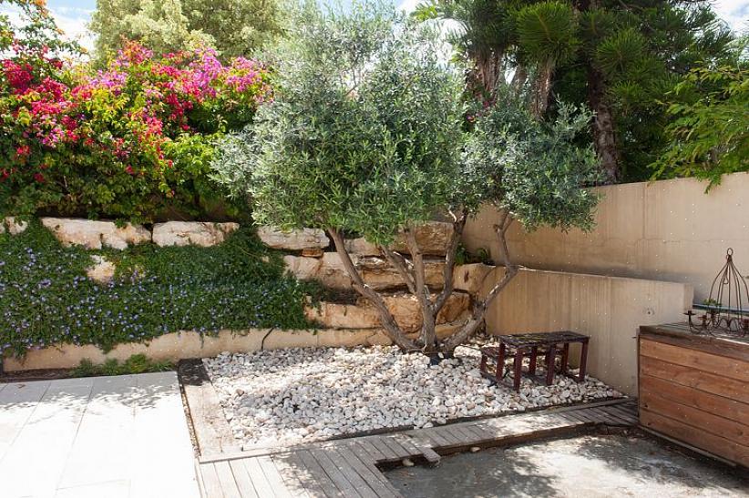 Frugtløse oliventræer blomstrer om foråret med klynger af gulhvide rørformede blomster