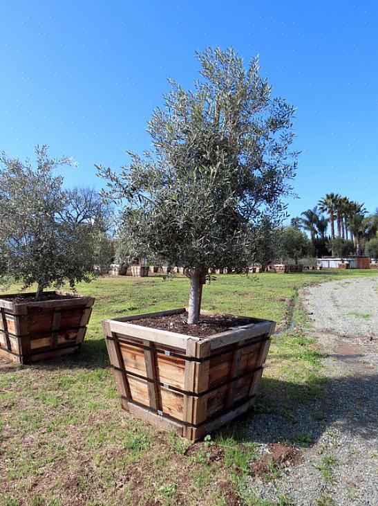 Frugtfri oliven er hårdfør i USDA-zoner 8-11 (Sunset Climate Zones 8