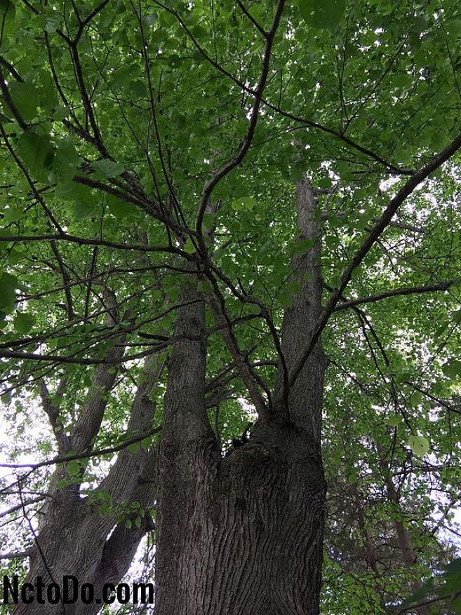 Dette træ kan forveksles med det almindelige lindetræ