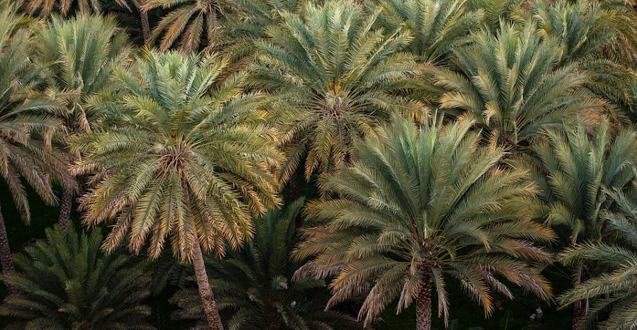Frøene fra de fleste palmer holdes på forgrenede fluorescenser