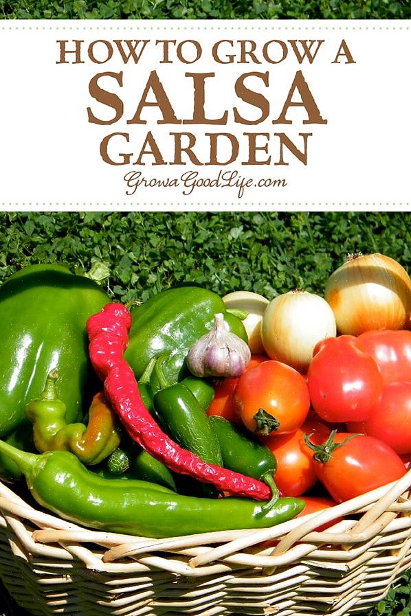Kan du stadig nyde hjemmelavet sauce ved at dyrke sød peber i din salsahave