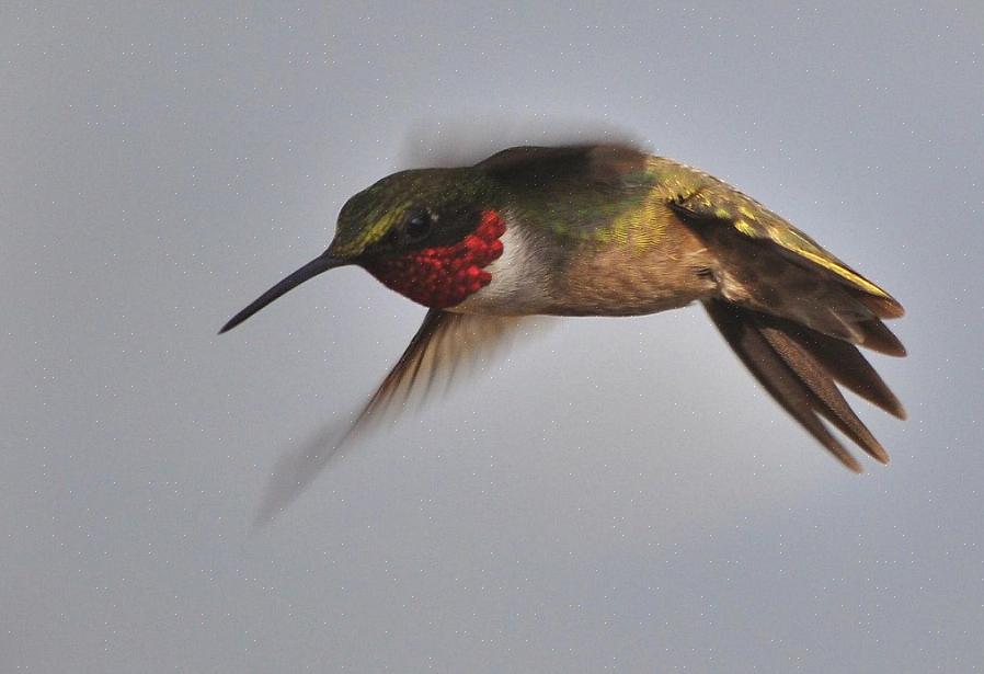 Denne kolibri-opførsel kan dog være et problem for andre hummers ved baghavefødere