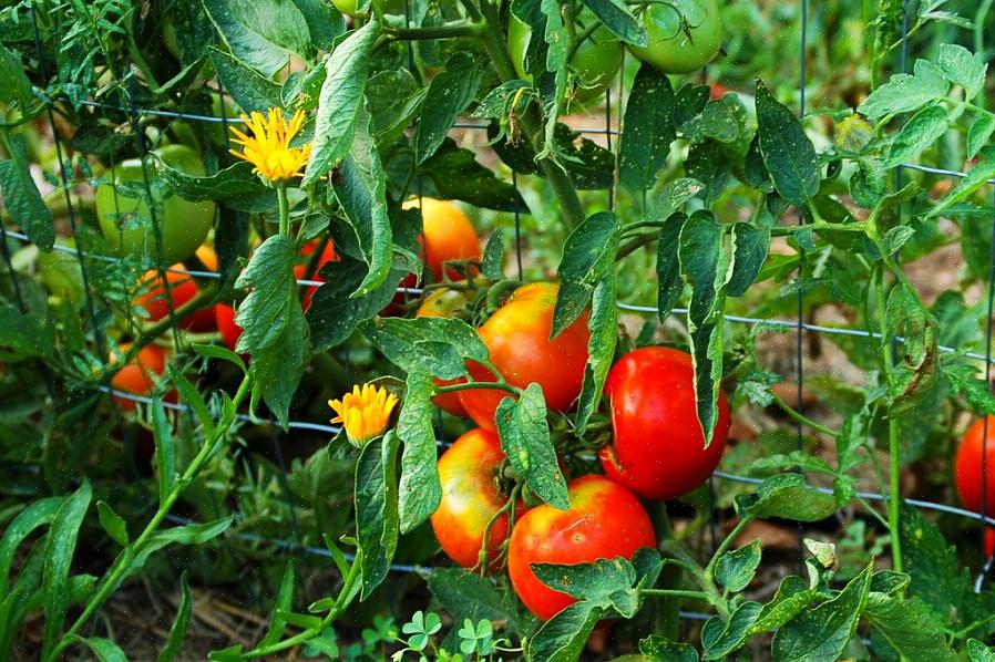 Borage Heldigvis er tomater gode ledsagere med de fleste populære havegrøntsager