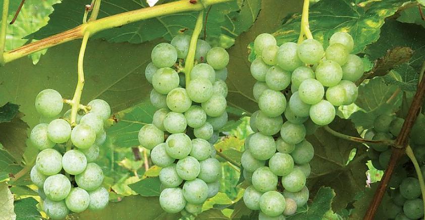 Druesaft gjorde os fortrolige med Concord-druer - en europæisk arvestykke med mørke farvede druer