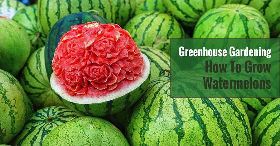 Frøfri vandmelonplanter skal plantes med regelmæssige såede vandmelonplanter til bestøvning