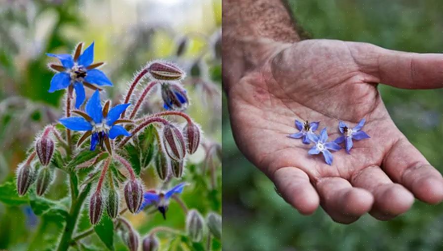 Borage er en let voksende årlig urteplante med levende blå blomster