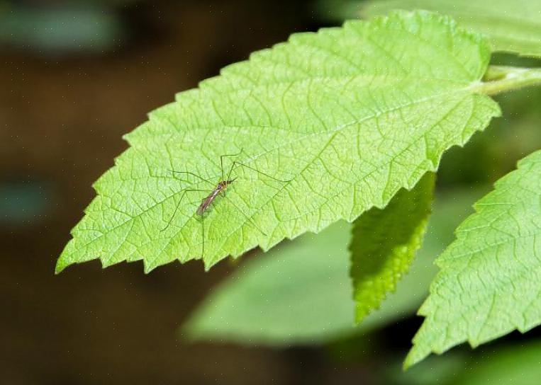 Planterne selv kan hjælpe med at afvise fluer