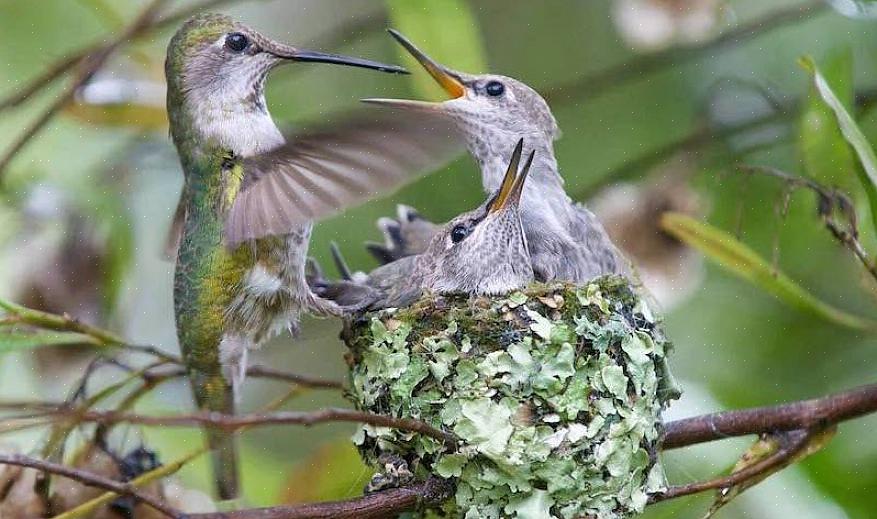 Som alle nestende fugle kan kvindelige kolibrier dog være genert