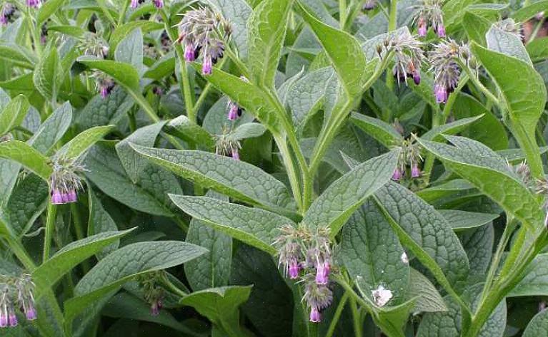 Comfrey-planter skyder hurtigt op tidligt på sæsonen